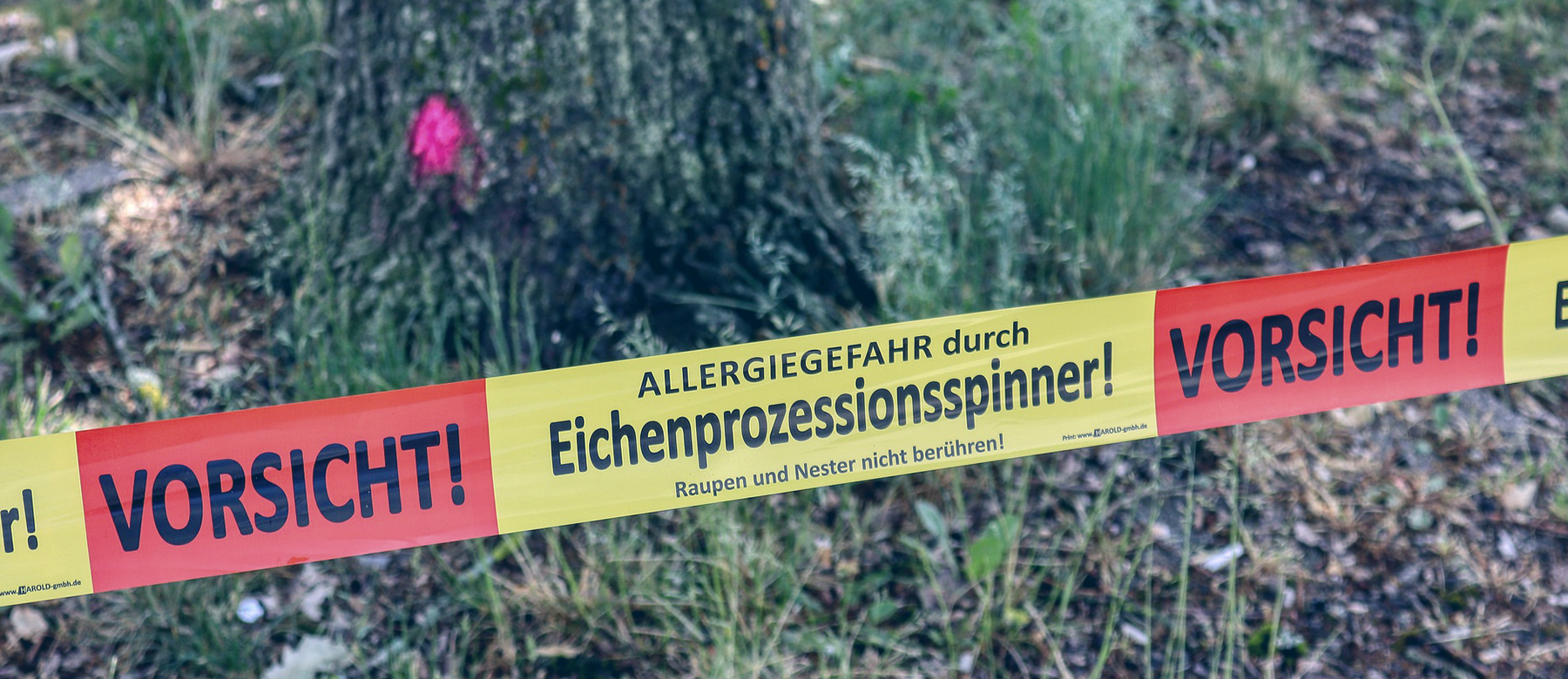 Baumpflege – Was tun gegen den Eichenprozessionsspinner